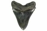 Serrated, Fossil Megalodon Tooth - South Carolina #157847-2